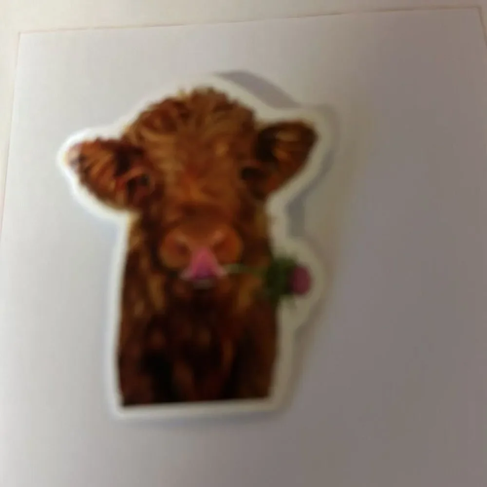 Scottish Highland Cows